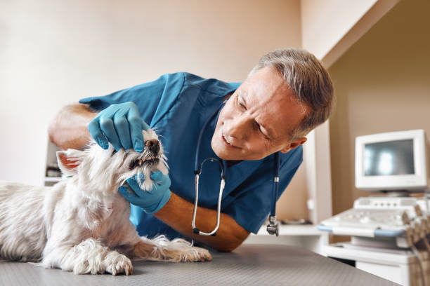 Best 24-Hour Emergency Dental Care in Lake Summerset, IL